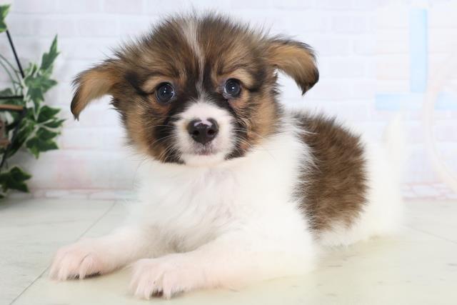 大分県のパピヨン (Coo&RIKU大分店/2026年1月12日生まれ/男の子/ブラウンホワイト)の子犬の3枚目の画像