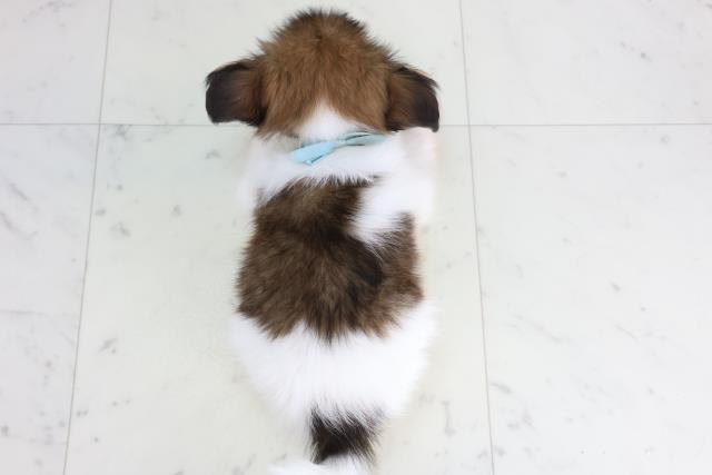 大分県のパピヨン (Coo&RIKU大分店/2026年1月12日生まれ/男の子/ブラウンホワイト)の子犬の4枚目の画像