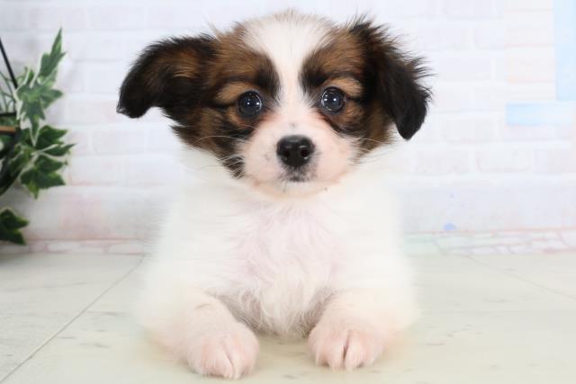 長崎県のパピヨン (Coo&RIKU長崎佐世保店/2026年1月12日生まれ/女の子/ホワイトブラウン)の子犬の1枚目の画像