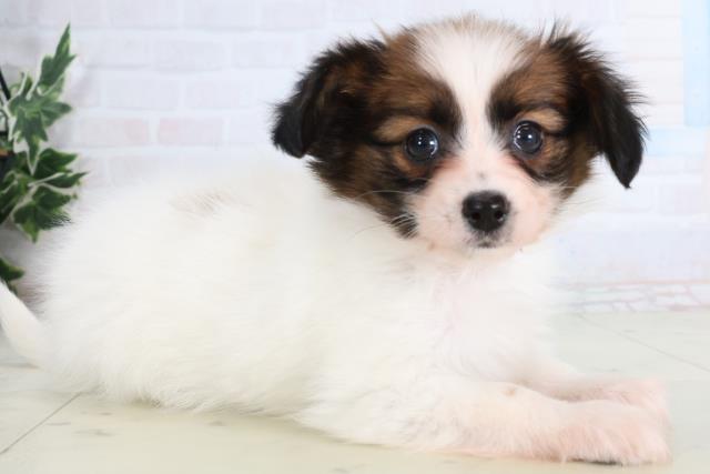 長崎県のパピヨン (Coo&RIKU長崎佐世保店/2026年1月12日生まれ/女の子/ホワイトブラウン)の子犬の2枚目の画像