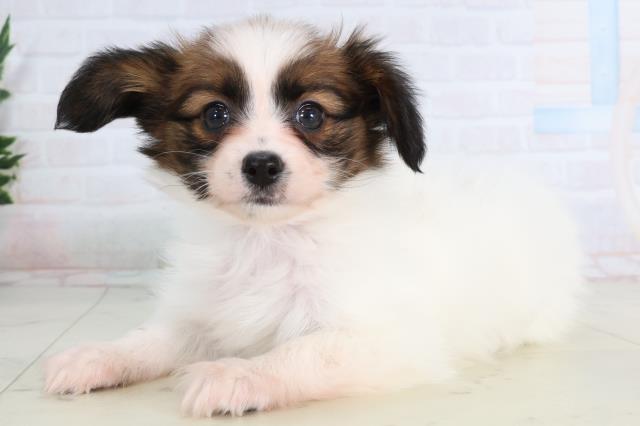 長崎県のパピヨン (Coo&RIKU長崎佐世保店/2026年1月12日生まれ/女の子/ホワイトブラウン)の子犬の3枚目の画像