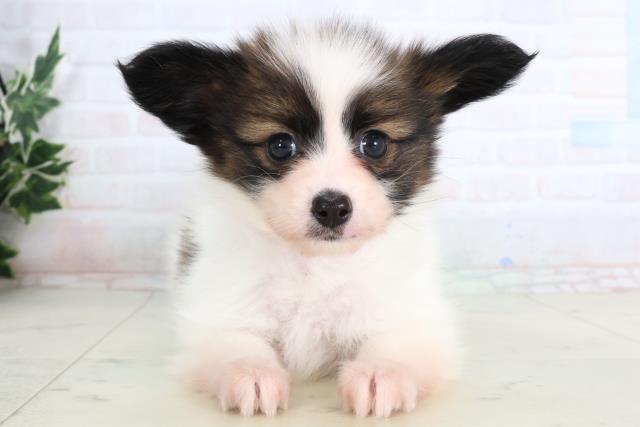 長崎県のパピヨン (Coo&RIKU大村店/2026年1月12日生まれ/女の子/ホワイトブラウン)の子犬の1枚目の画像