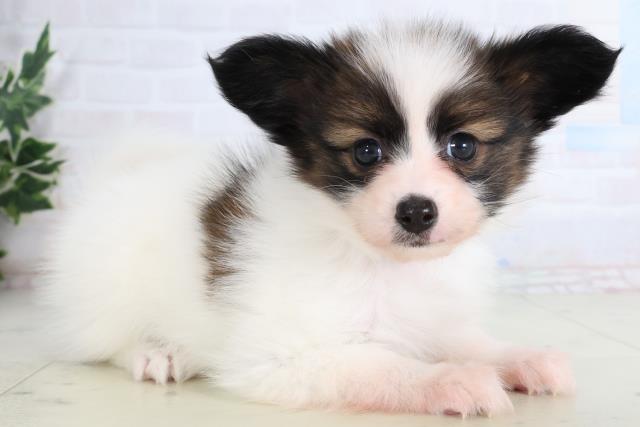 長崎県のパピヨン (Coo&RIKU大村店/2026年1月12日生まれ/女の子/ホワイトブラウン)の子犬の2枚目の画像