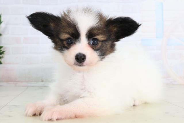 長崎県のパピヨン (Coo&RIKU大村店/2026年1月12日生まれ/女の子/ホワイトブラウン)の子犬の3枚目の画像