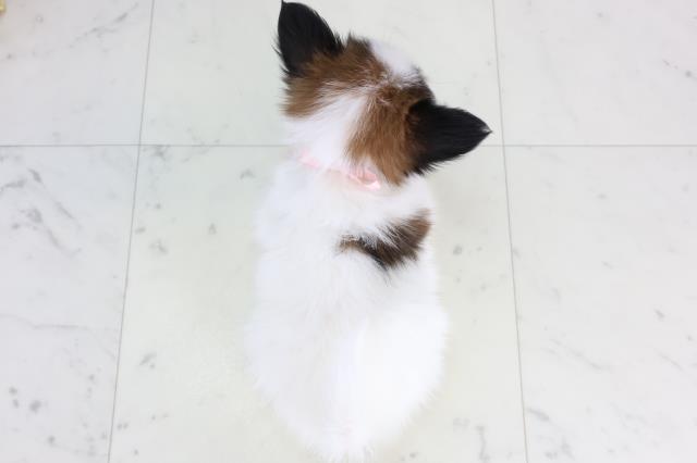 長崎県のパピヨン (Coo&RIKU大村店/2026年1月12日生まれ/女の子/ホワイトブラウン)の子犬の4枚目の画像