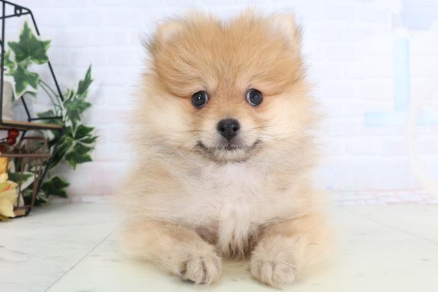 宮崎県のポメラニアン (Coo&RIKU宮崎店/2026年1月13日生まれ/男の子/オレンジ)の子犬の1枚目の画像
