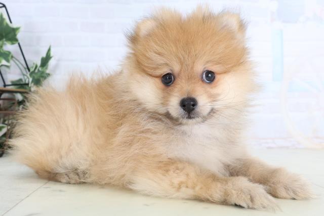 宮崎県のポメラニアン (Coo&RIKU宮崎店/2026年1月13日生まれ/男の子/オレンジ)の子犬の2枚目の画像