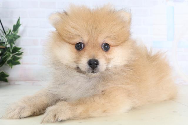 宮崎県のポメラニアン (Coo&RIKU宮崎店/2026年1月13日生まれ/男の子/オレンジ)の子犬の3枚目の画像