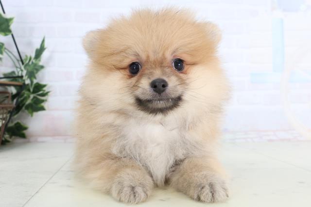 福岡県のポメラニアン (Coo&RIKUゆめタウン飯塚店/2026年1月13日生まれ/男の子/オレンジ)の子犬の1枚目の画像