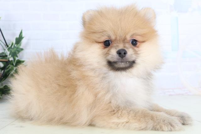 福岡県のポメラニアン (Coo&RIKUゆめタウン飯塚店/2026年1月13日生まれ/男の子/オレンジ)の子犬の2枚目の画像