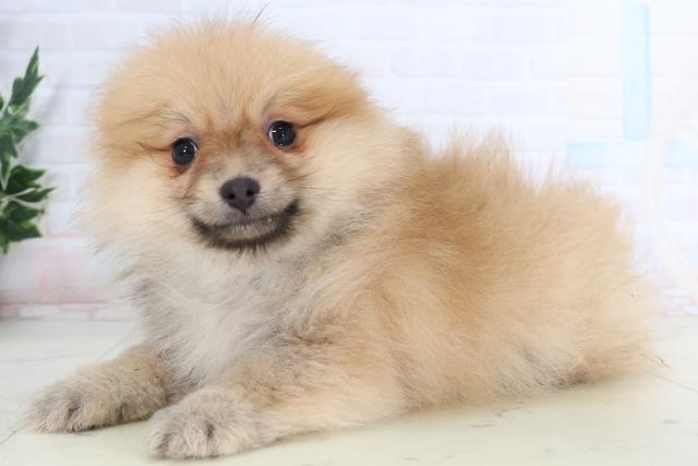 福岡県のポメラニアン (Coo&RIKUゆめタウン飯塚店/2026年1月13日生まれ/男の子/オレンジ)の子犬の3枚目の画像