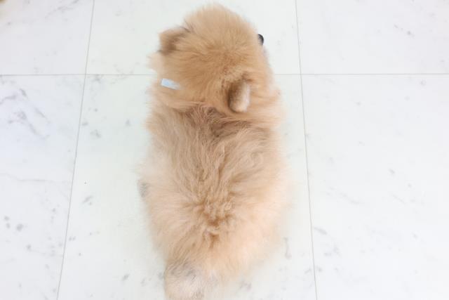 福岡県のポメラニアン (Coo&RIKUゆめタウン飯塚店/2026年1月13日生まれ/男の子/オレンジ)の子犬の4枚目の画像