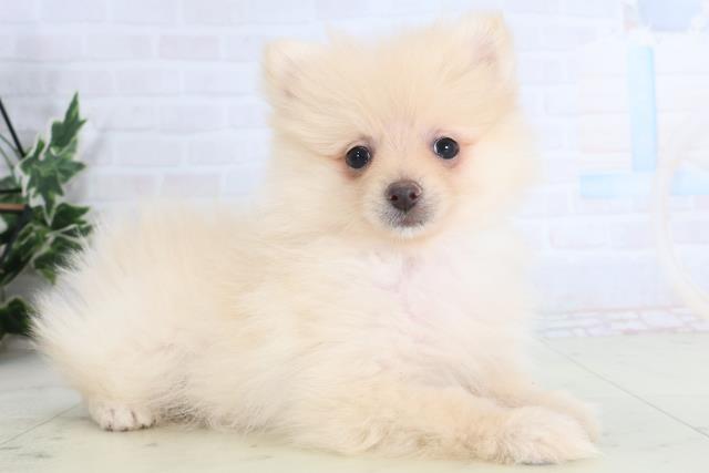 熊本県のポメラニアン (Coo&RIKU熊本店/2026年1月13日生まれ/女の子/クリーム)の子犬の2枚目の画像