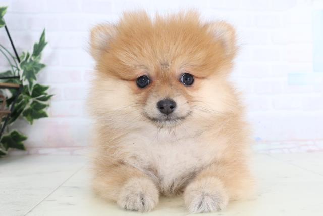 福岡県のポメラニアン (Coo&RIKUフォレストシティ春日店/2026年1月13日生まれ/女の子/オレンジ)の子犬の1枚目の画像