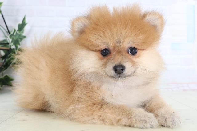 福岡県のポメラニアン (Coo&RIKUフォレストシティ春日店/2026年1月13日生まれ/女の子/オレンジ)の子犬の2枚目の画像