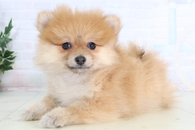 福岡県のポメラニアン (Coo&RIKUフォレストシティ春日店/2026年1月13日生まれ/女の子/オレンジ)の子犬の3枚目の画像