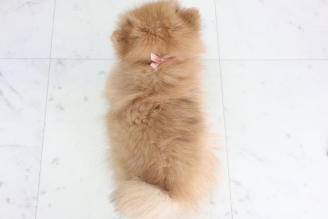 福岡県のポメラニアン (Coo&RIKUフォレストシティ春日店/2026年1月13日生まれ/女の子/オレンジ)の子犬の4枚目の画像