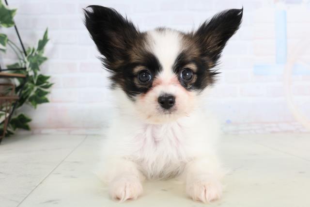 福岡県のパピヨン (Coo&RIKUフォレストシティ春日店/2026年1月14日生まれ/女の子/ホワイトブラウン)の子犬の1枚目の画像