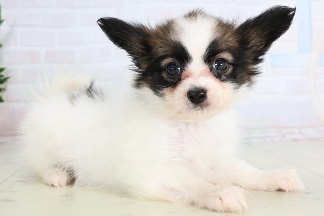 福岡県のパピヨン (Coo&RIKUフォレストシティ春日店/2026年1月14日生まれ/女の子/ホワイトブラウン)の子犬の2枚目の画像