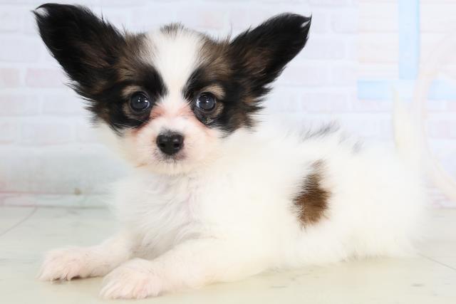 福岡県のパピヨン (Coo&RIKUフォレストシティ春日店/2026年1月14日生まれ/女の子/ホワイトブラウン)の子犬の3枚目の画像