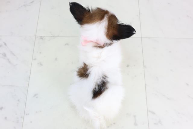 福岡県のパピヨン (Coo&RIKUフォレストシティ春日店/2026年1月14日生まれ/女の子/ホワイトブラウン)の子犬の4枚目の画像