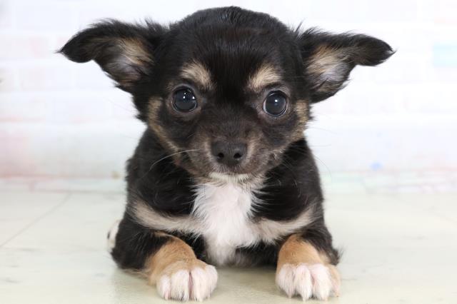 チワワ（ロングコート）