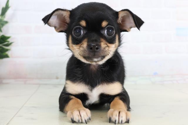 鹿児島県のチワワ(スムース) (Coo&RIKU鹿児島店/2026年1月14日生まれ/女の子/ブラックタンホワイト)の子犬の1枚目の画像