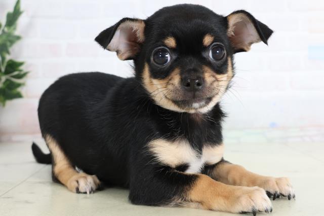 鹿児島県のチワワ(スムース) (Coo&RIKU鹿児島店/2026年1月14日生まれ/女の子/ブラックタンホワイト)の子犬の2枚目の画像