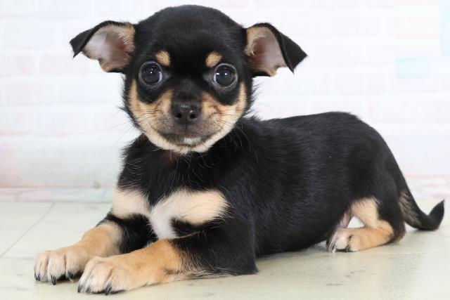 鹿児島県のチワワ(スムース) (Coo&RIKU鹿児島店/2026年1月14日生まれ/女の子/ブラックタンホワイト)の子犬の3枚目の画像