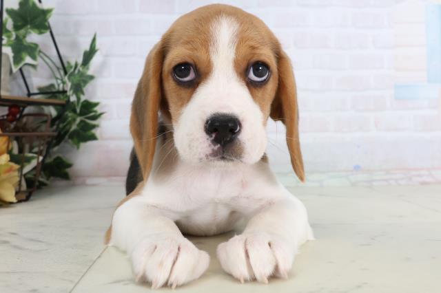 大分県のビーグル (Coo&RIKU大分店/2026年1月7日生まれ/女の子/ハウンドカラー)の子犬