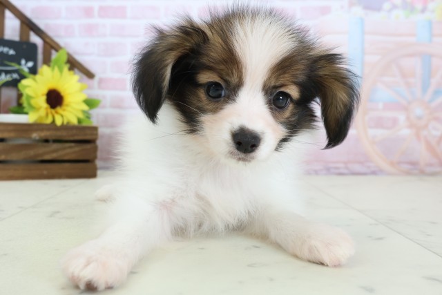 長崎県のパピヨン (Coo&RIKU長崎浜町店/2026年1月12日生まれ/男の子/ホワイトブラウン)の子犬の1枚目の画像