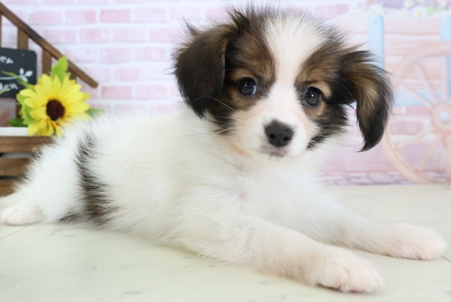 長崎県のパピヨン (Coo&RIKU長崎浜町店/2026年1月12日生まれ/男の子/ホワイトブラウン)の子犬の2枚目の画像