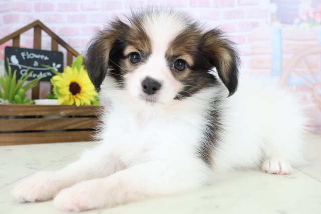 長崎県のパピヨン (Coo&RIKU長崎浜町店/2026年1月12日生まれ/男の子/ホワイトブラウン)の子犬の3枚目の画像