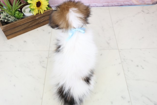 長崎県のパピヨン (Coo&RIKU長崎浜町店/2026年1月12日生まれ/男の子/ホワイトブラウン)の子犬の4枚目の画像