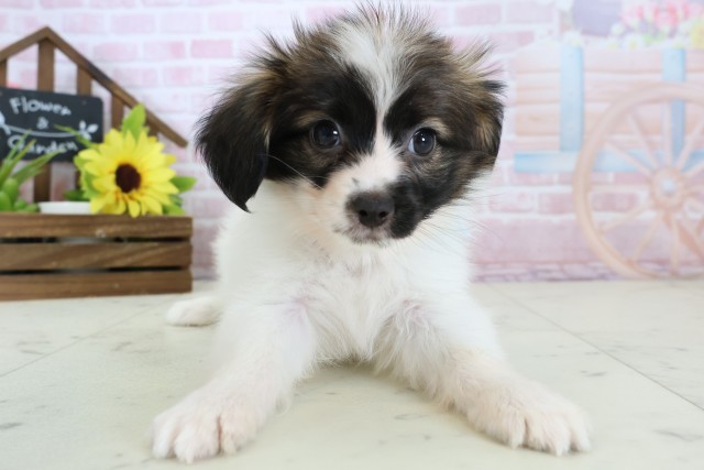 鹿児島県のパピヨン (Coo&RIKU鹿屋店/2026年1月12日生まれ/男の子/ホワイトブラウン)の子犬