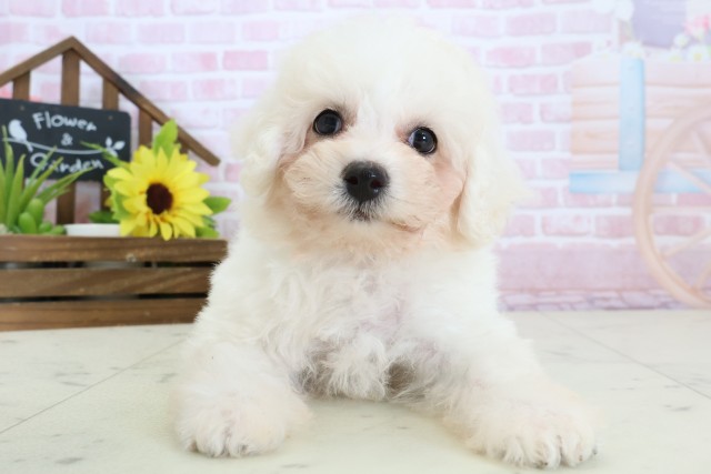 大分県のビションフリーゼ (Coo&RIKU大分店/2026年1月12日生まれ/男の子/ホワイト)の子犬