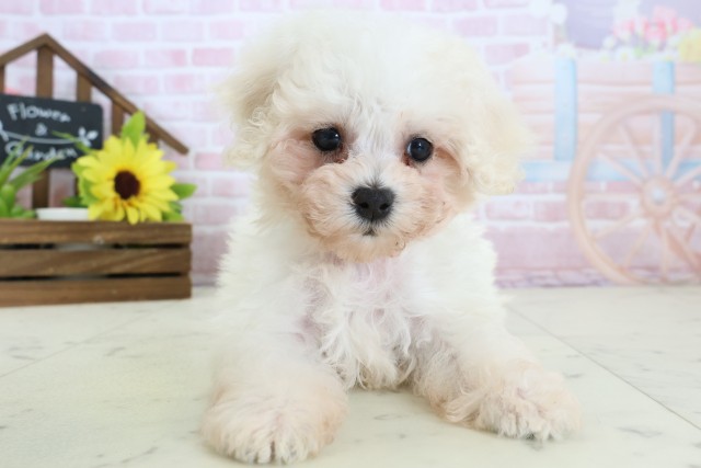 ビション・フリーゼ