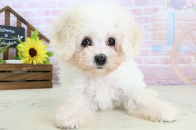 福岡県のビションフリーゼ (Coo&RIKU黒崎店/2026年1月12日生まれ/女の子/ホワイト)の子犬