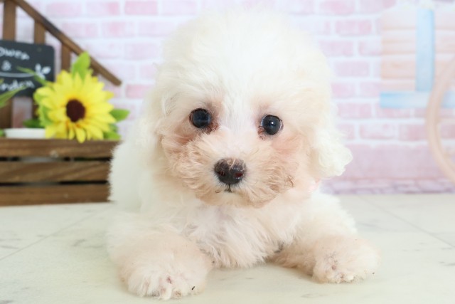 福岡県のビションフリーゼ (Coo&RIKU筑後店/2026年1月12日生まれ/女の子/ホワイト)の子犬の1枚目の画像