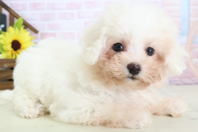 福岡県のビションフリーゼ (Coo&RIKU筑後店/2026年1月12日生まれ/女の子/ホワイト)の子犬の2枚目の画像