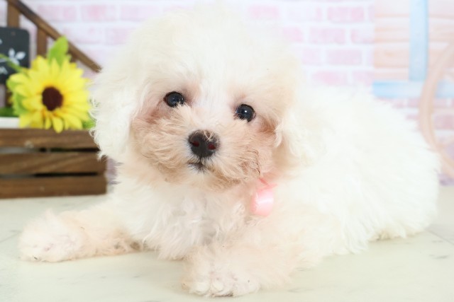 福岡県のビションフリーゼ (Coo&RIKU筑後店/2026年1月12日生まれ/女の子/ホワイト)の子犬の3枚目の画像