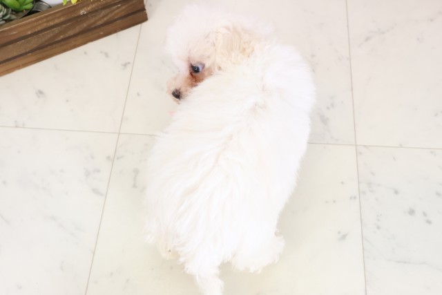 福岡県のビションフリーゼ (Coo&RIKU筑後店/2026年1月12日生まれ/女の子/ホワイト)の子犬の4枚目の画像