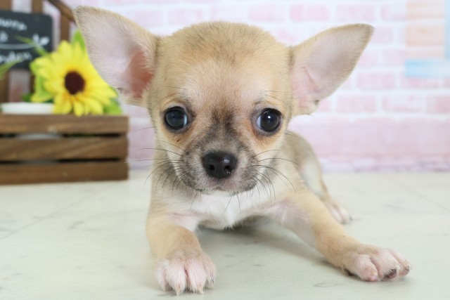 チワワ（スムースコート）