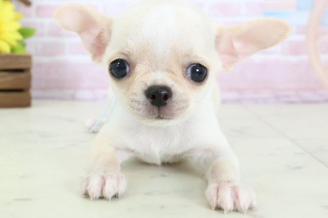 福岡県のチワワ(スムース) (Coo&RIKUフォレストシティ春日店/2026年1月12日生まれ/男の子/クリーム)の子犬の1枚目の画像