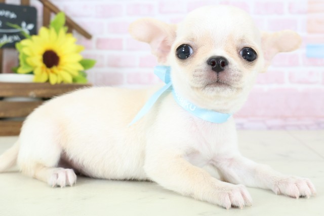 福岡県のチワワ(スムース) (Coo&RIKUフォレストシティ春日店/2026年1月12日生まれ/男の子/クリーム)の子犬の2枚目の画像