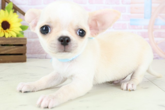 福岡県のチワワ(スムース) (Coo&RIKUフォレストシティ春日店/2026年1月12日生まれ/男の子/クリーム)の子犬の3枚目の画像