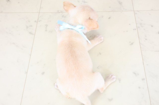 福岡県のチワワ(スムース) (Coo&RIKUフォレストシティ春日店/2026年1月12日生まれ/男の子/クリーム)の子犬の4枚目の画像