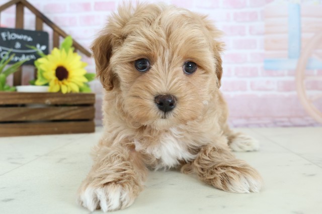 鹿児島県のマルプー(マルチーズ×プードル) (Coo&RIKU鹿屋店/2026年1月13日生まれ/男の子/アプリコット)の子犬