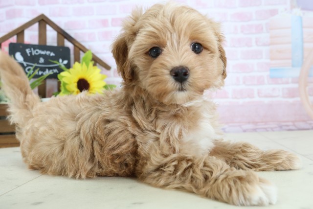 鹿児島県のマルプー(マルチーズ×プードル) (Coo&RIKU鹿屋店/2026年1月13日生まれ/男の子/アプリコット)の子犬の2枚目の画像