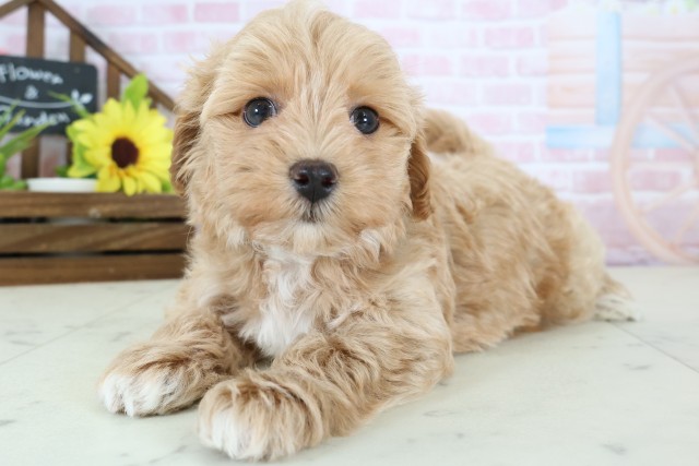 鹿児島県のマルプー(マルチーズ×プードル) (Coo&RIKU鹿屋店/2026年1月13日生まれ/男の子/アプリコット)の子犬の3枚目の画像